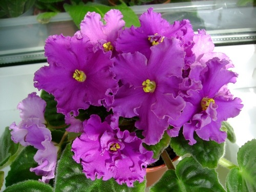 ЛиК - Манана.JPG