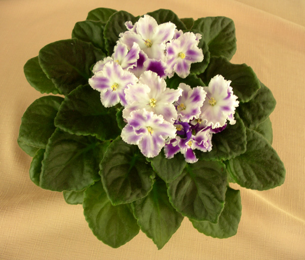 ЕК-Морозная Фиалка.JPG