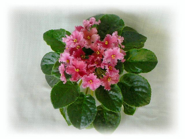 ЛЕ-Персиковое Сияние1  .jpg