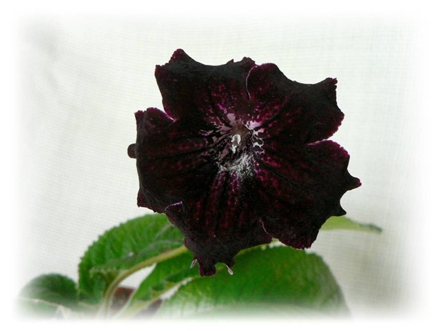 DS- Ампир.jpg