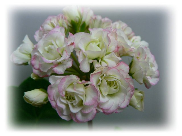 Appleblossom Rosebud...jpg