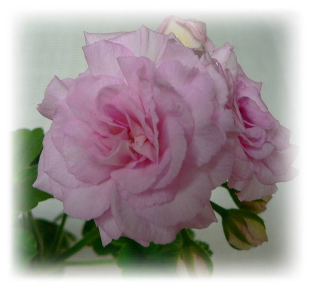 Millfield Rose.jpg