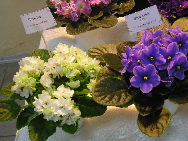 P1010088.JPG