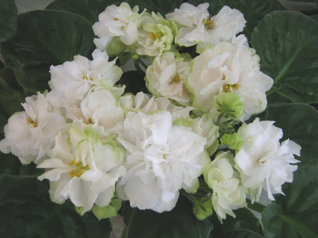Spring Rose.JPG