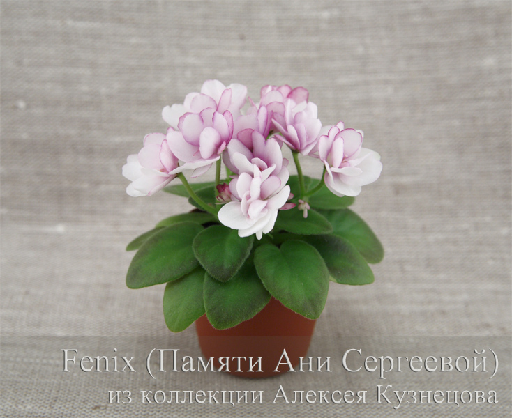Fenix (Памяти Ани Сергеевой)