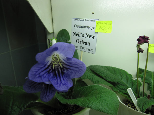 Neil's-New-Orlean.jpg