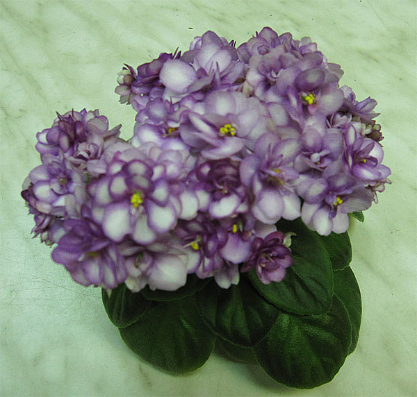 Новинка-Алексея-Кузнецова.jpg