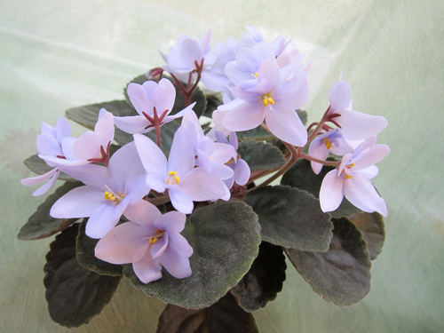 Allegro Chicory Charm