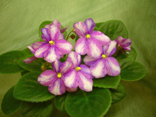 Химера- Rob's Monkeyshines