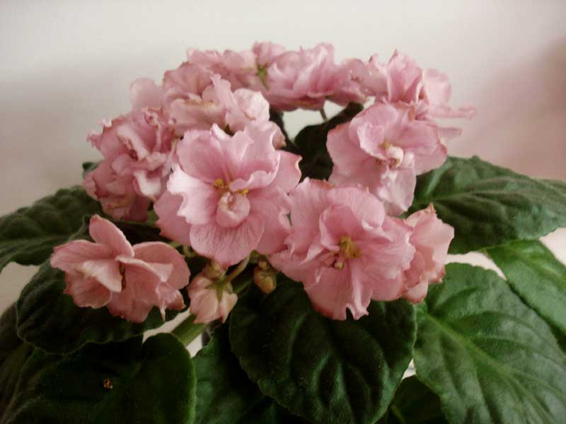 DSC02130.jpg