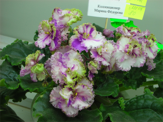 ЛЕ-Зеленая Роза
