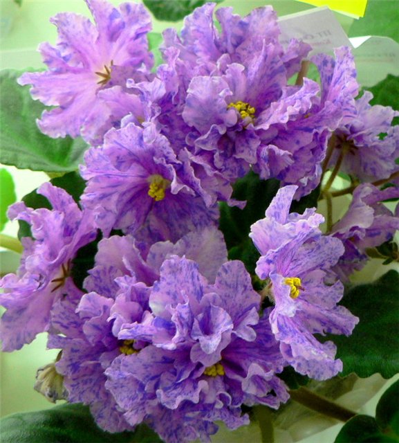 ПТ-Светлана.jpg