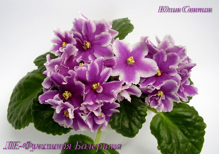 ЛЕ-Фуксиевая Балерина