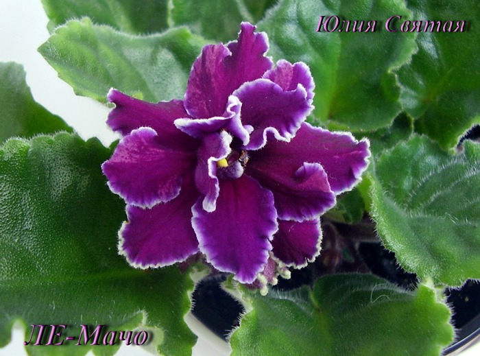ЛЕ-Мачо