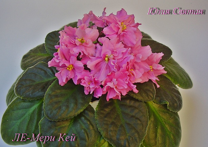 ЛЕ-Мери Кей