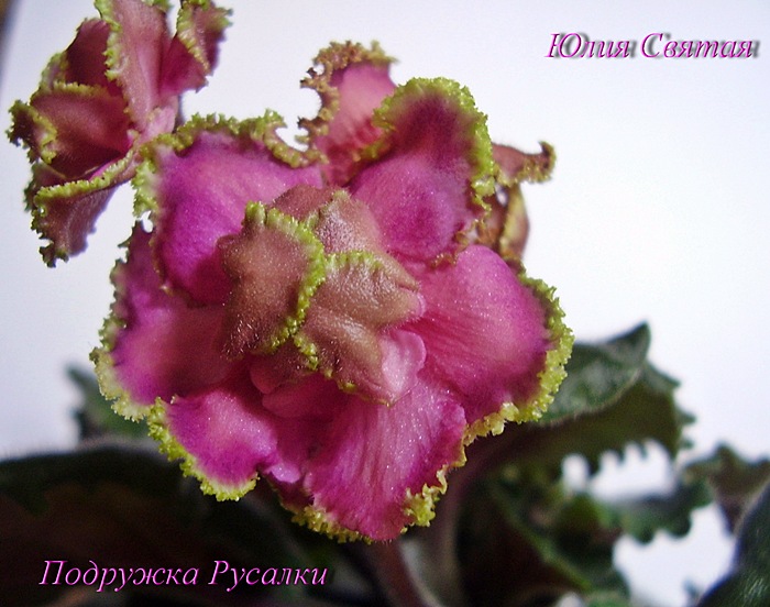 Подружка Русалки