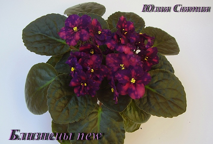 Близнецы new
