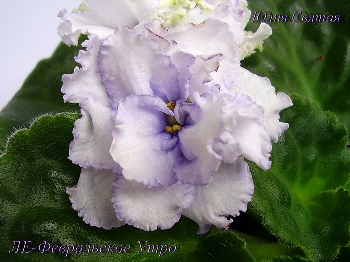 ЛЕ-Февральское Утро