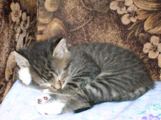 DSCN7531.jpg