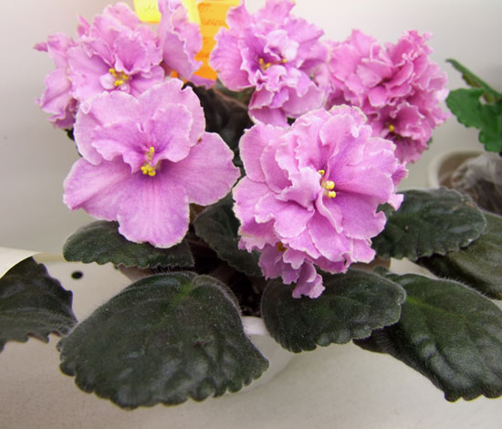 ПТ-Симона-(Кузина).jpg