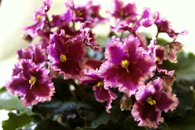 Optimara EverLove (R.Holtkamp).JPG