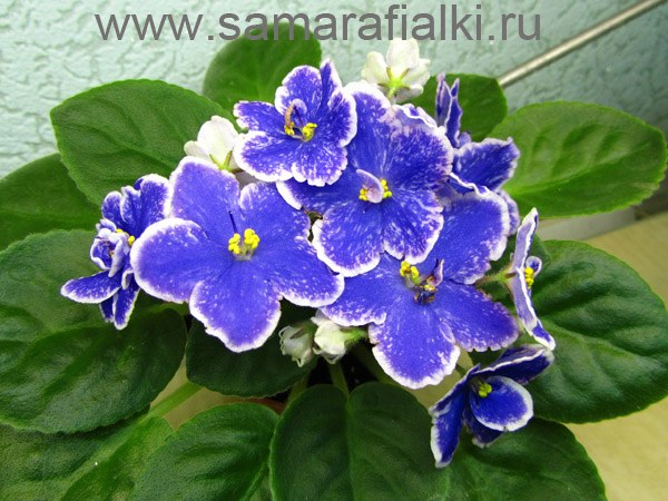 Пёфект Хармони ф_rs 2.jpg