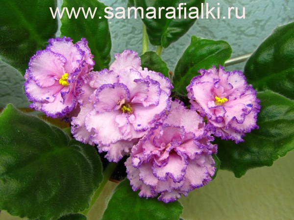 ПТ-Анжелика