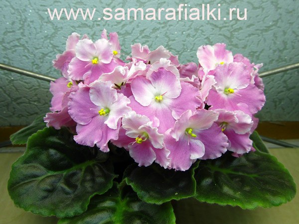 ПТ-Первое Свидание ф_rs 2.jpg