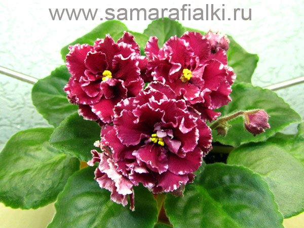 ЛЕ-Маджента.