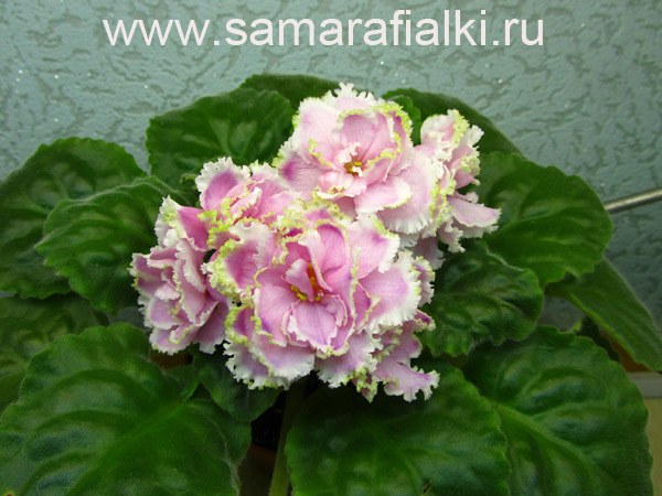 Зима Улыбается