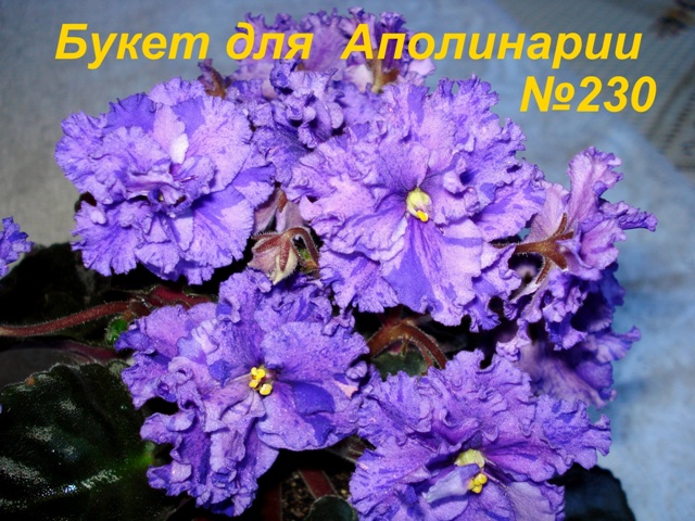 Копия 230 DSC00378.JPG