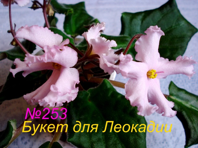 Копия 253 Букет для Леокадии.JPG