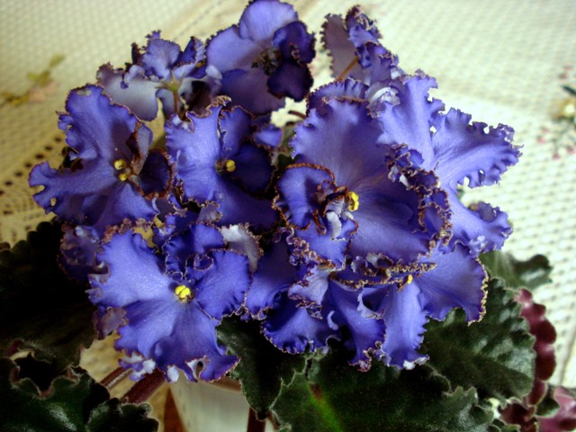 Копия 227 DSC01889.JPG