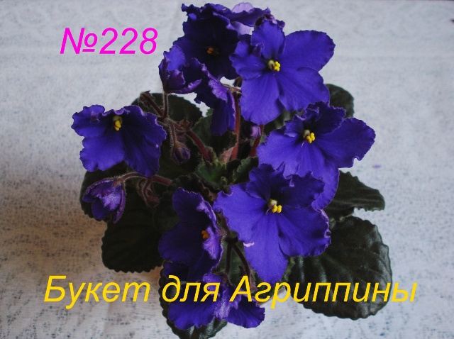 Копия 228 Букет для Агриппины.JPG