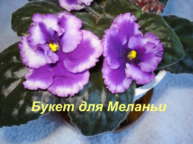 Копия 200 DSC00361.JPG