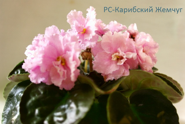 РС=Карибский Жемчуг.JPG
