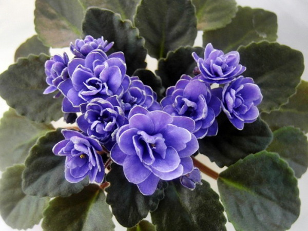NessCrinkleBlue.JPG