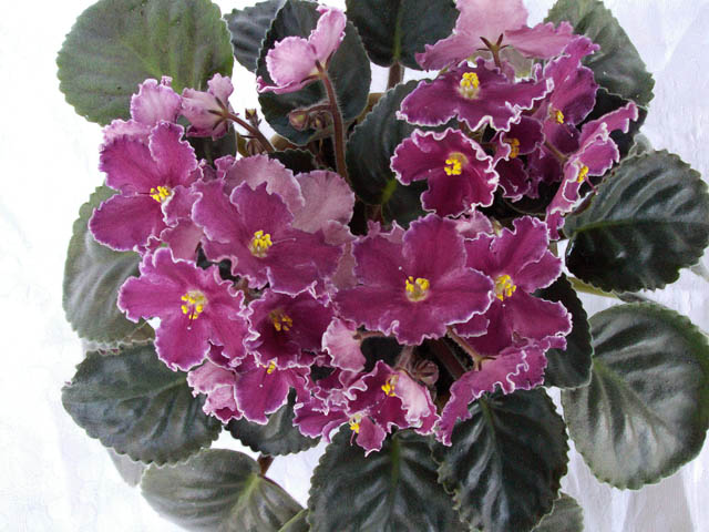 Rebel's Carnation Splash_Bann(640х480).jpg