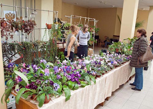 Мой стол со стрептокарпусами, фиалками и за спиной стойка с колумнеями и эписциями.