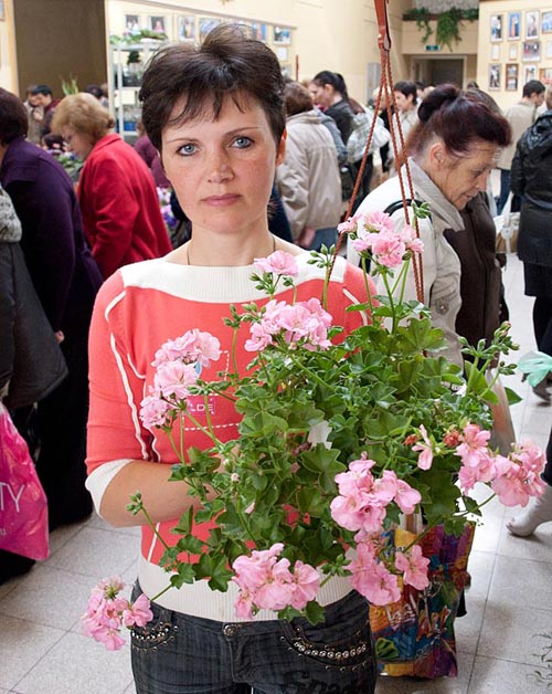 1 место ампельная бегония в номинации красиво-цветущие колл. Л.Габуз