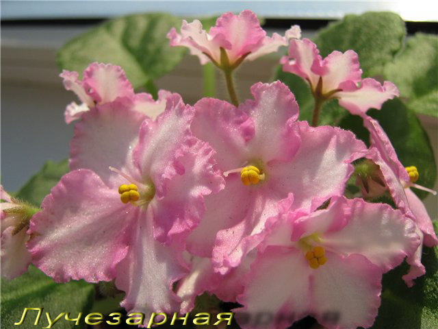 Лучезарная.jpg