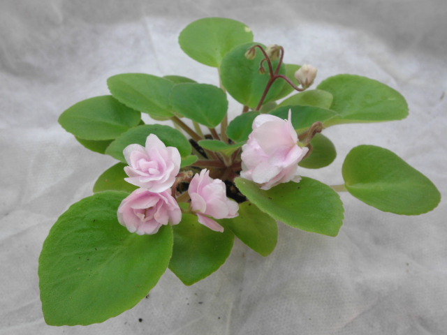 RoseGarden.JPG