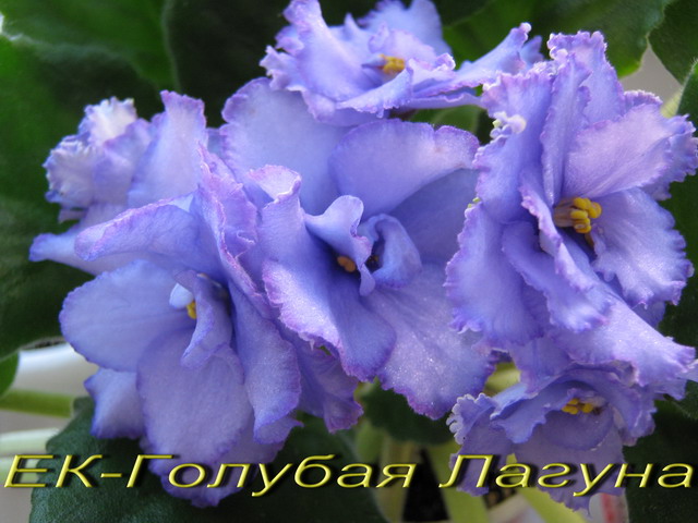 ЕК-Голубая Лагуна21.jpg