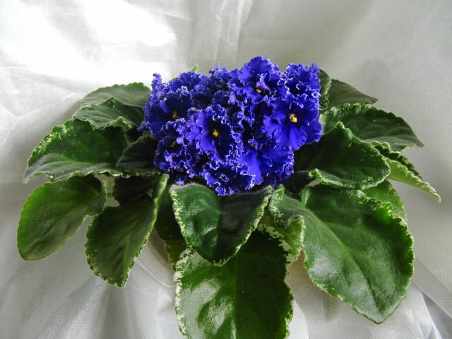 Rebel`s Valiant (R.Bann)