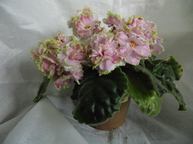 Зима Улыбается(Макуни)
