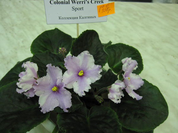 Colonial-Werri's-Creek.jpg