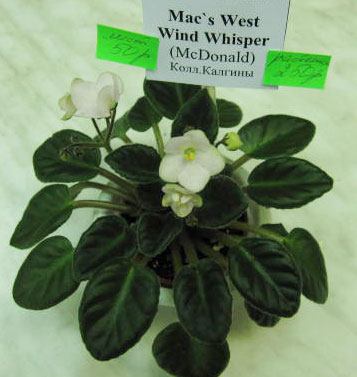 Mac's-West-Wind-Whisper.jpg
