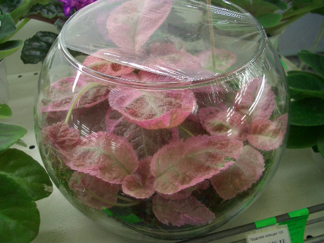 Эписция Pink Smoke Прудкова.JPG