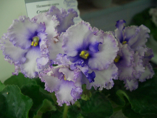 Crystal Plum ЧетвериковаИ.JPG