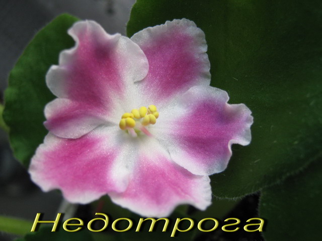 Недотрога.jpg